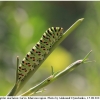 pap machaon larva9 kher